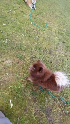 Marche au pied à Willems, Baisieux, Dog Pawers