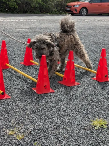Cours individuel d'éducation canine, Baisieux, Dog Pawers