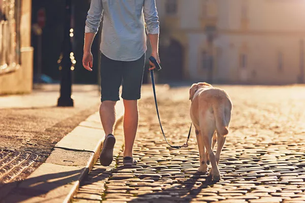 Accompagnement de l'humain grâce à l'animal : personne atteinte d'autisme, Baisieux, Dog Pawers