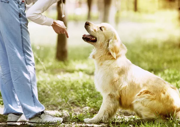 Faire appel à un petsitter à domicile pour balader mon golden retriever, Baisieux, Dog Pawers