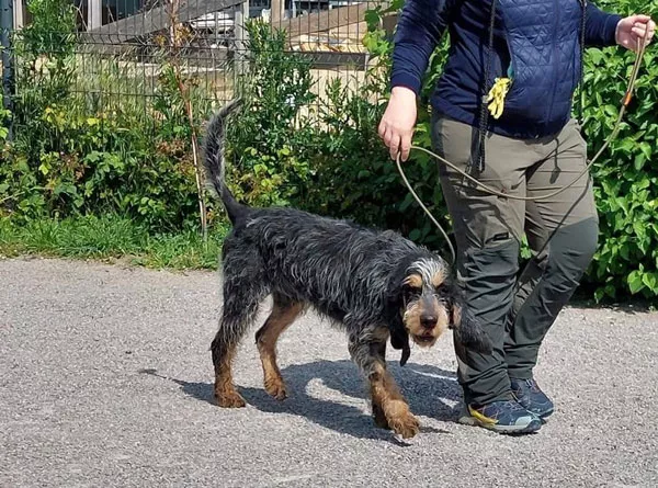 Mantraining : apprendre à son chien à pister une odeur, Baisieux, Dog Pawers