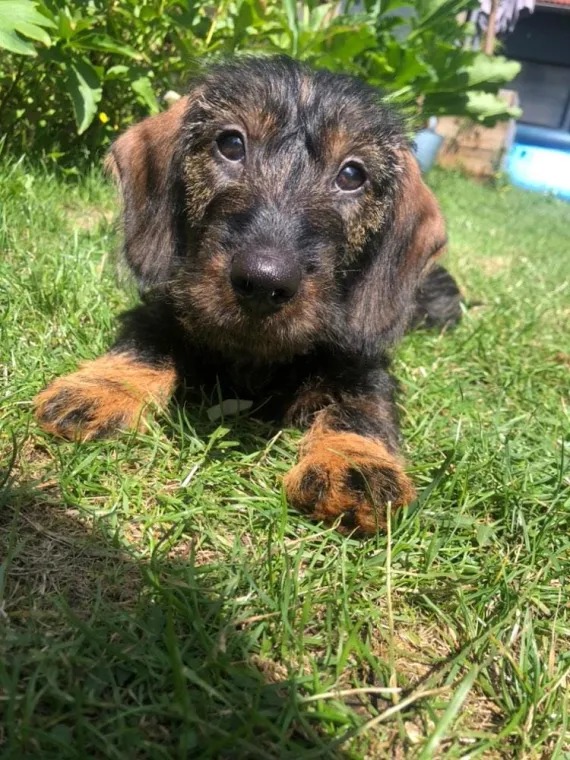 Bilan comportemental d'un chiot de 5 mois, Baisieux, Dog Pawers