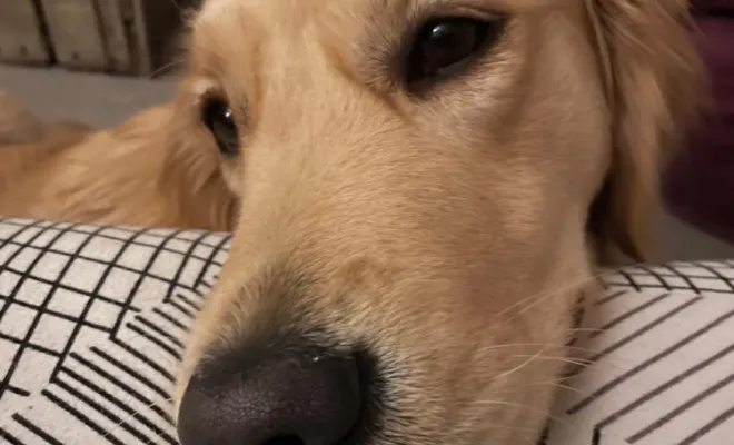 Bilan comportemental canin à Lesquin, Baisieux, Dog Pawers