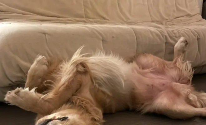 Bilan comportemental canin à Lesquin, Baisieux, Dog Pawers